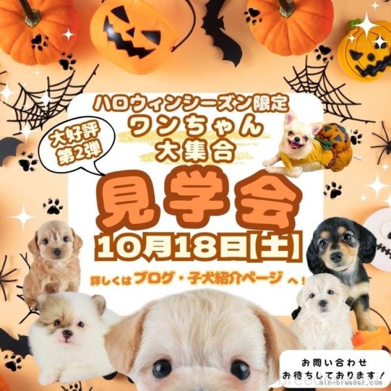 販売中の埼玉県のポメラニアン-419965の15枚目