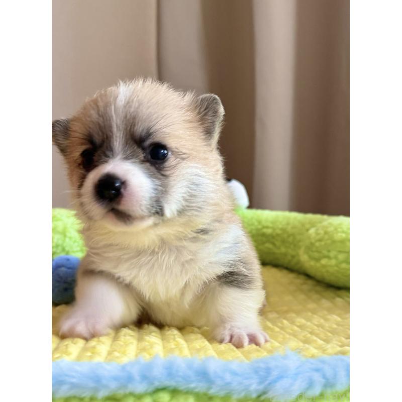 商談中の千葉県のウェルシュコーギーペンブローク-417637の13枚目