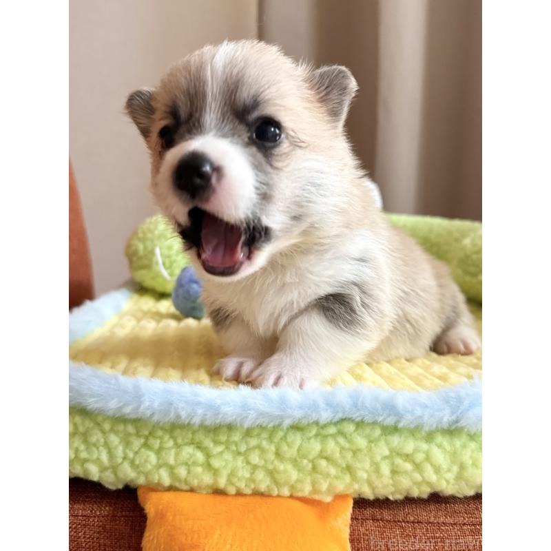 商談中の千葉県のウェルシュコーギーペンブローク-417637の12枚目