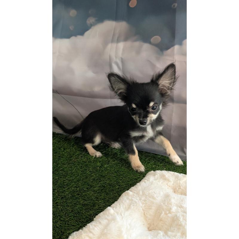 販売中の北海道のミックス犬-401432の9枚目