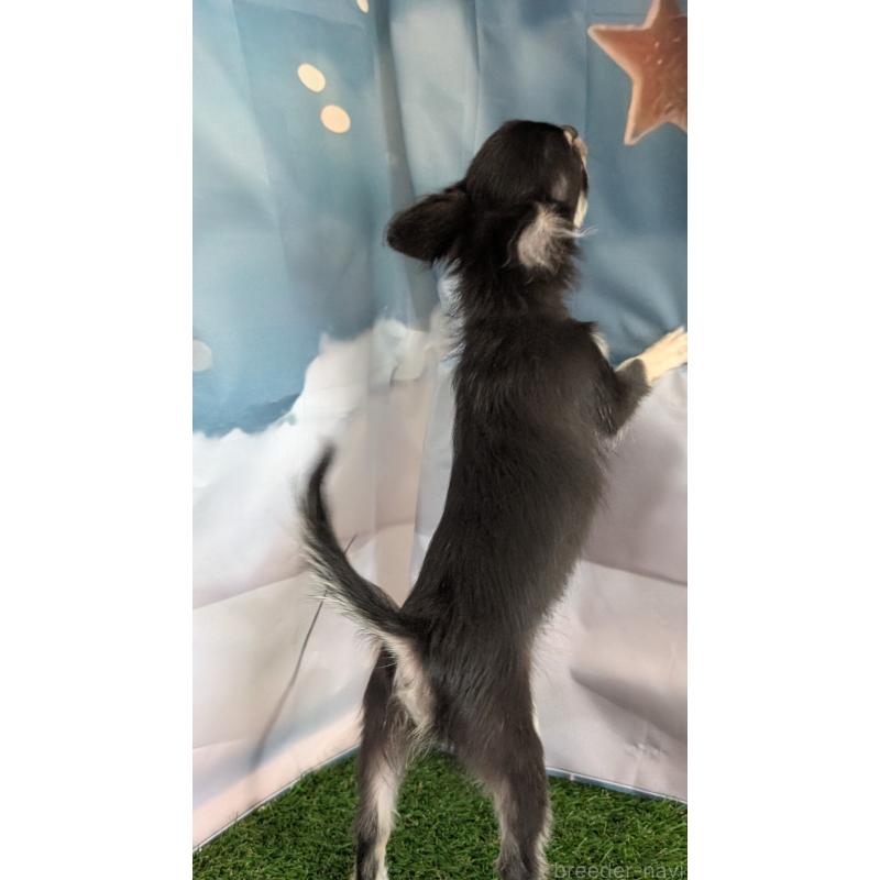 販売中の北海道のミックス犬-401432の4枚目