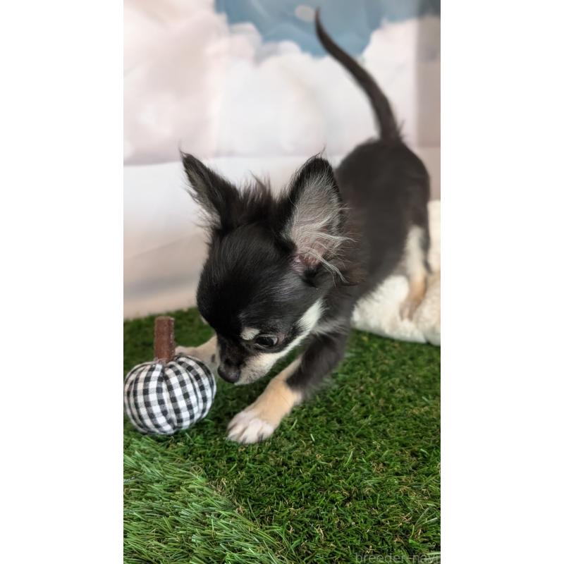 販売中の北海道のミックス犬-401432の2枚目