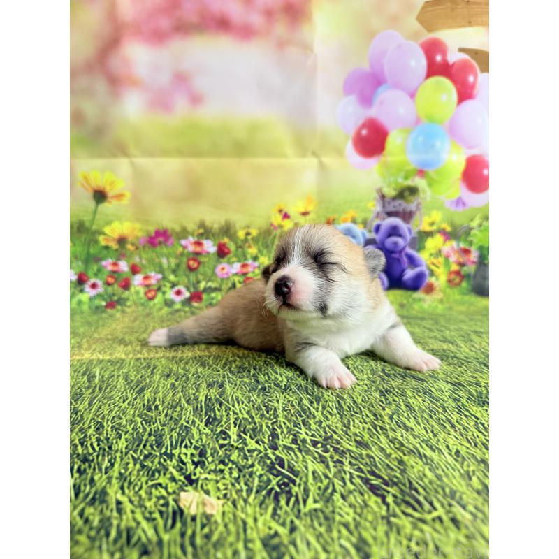 商談中の千葉県のウェルシュコーギーペンブローク-417637の10枚目