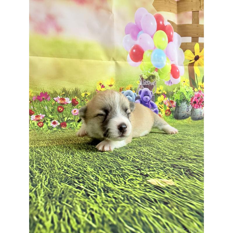 商談中の千葉県のウェルシュコーギーペンブローク-417637の9枚目