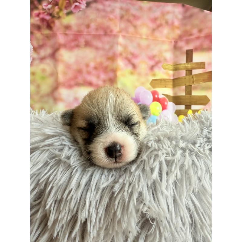 商談中の千葉県のウェルシュコーギーペンブローク-417637の8枚目