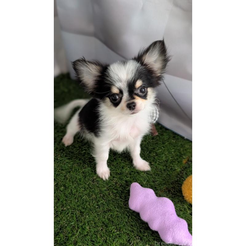 販売中の北海道のチワワ(ロングコート)-404970の11枚目