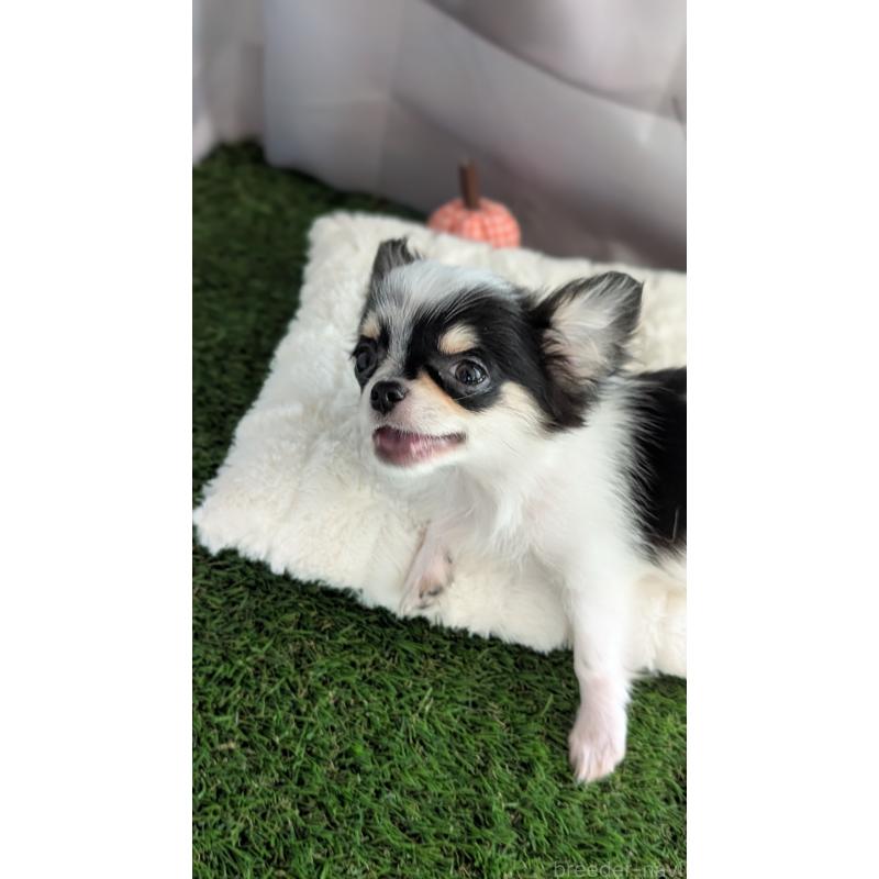 販売中の北海道のチワワ(ロングコート)-404970の10枚目