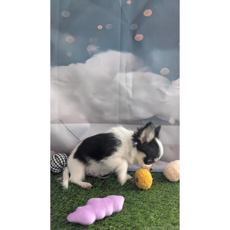 販売中の北海道のチワワ(ロングコート)-404970の9枚目