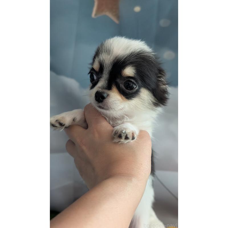 販売中の北海道のチワワ(ロングコート)-404970の8枚目