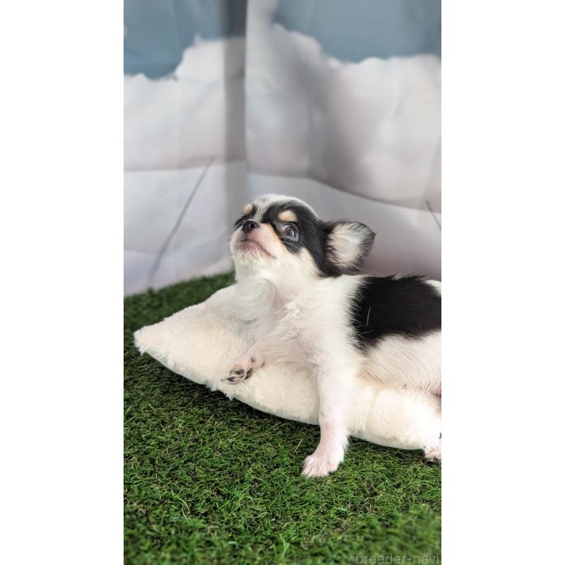 販売中の北海道のチワワ(ロングコート)-404970の7枚目