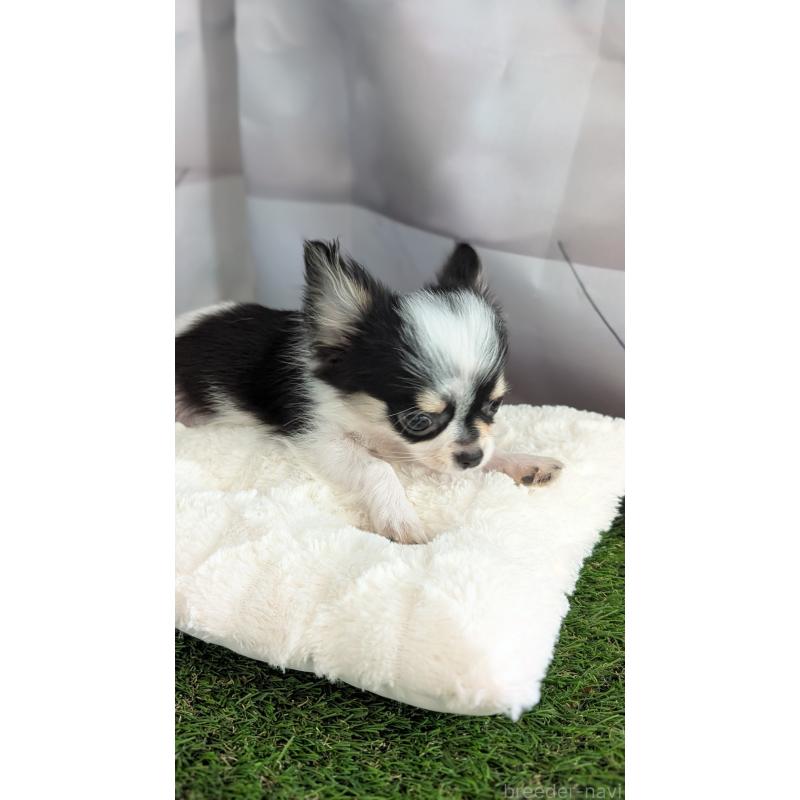 販売中の北海道のチワワ(ロングコート)-404970の6枚目