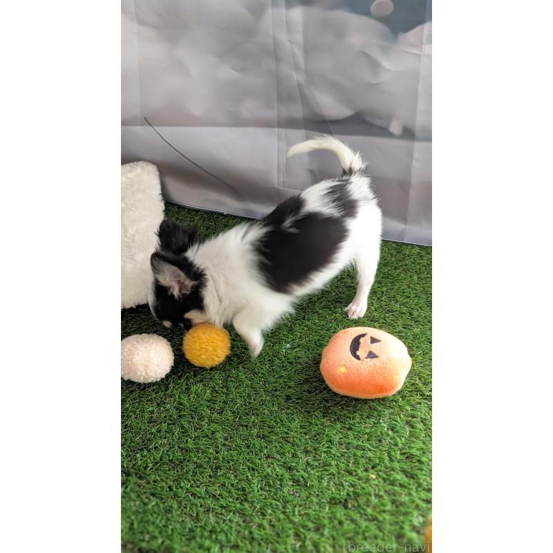 販売中の北海道のチワワ(ロングコート)-404970の5枚目