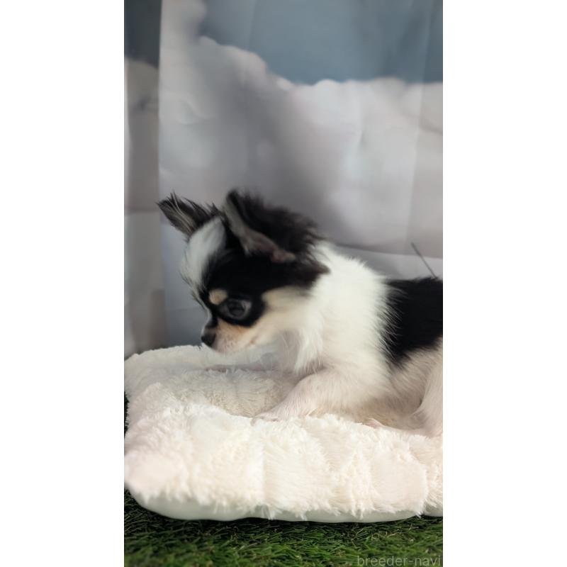 販売中の北海道のチワワ(ロングコート)-404970の4枚目