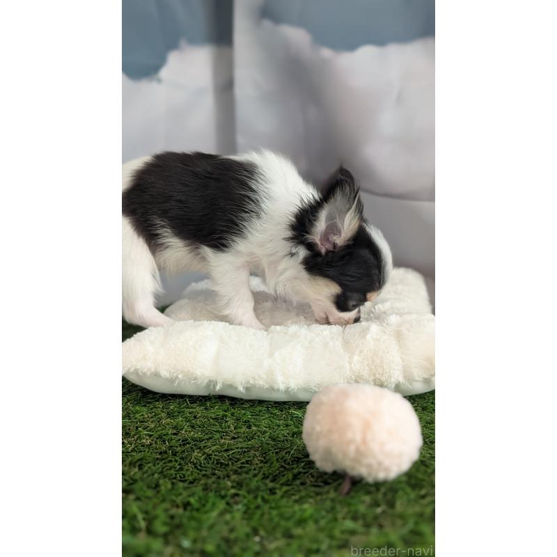 販売中の北海道のチワワ(ロングコート)-404970の2枚目