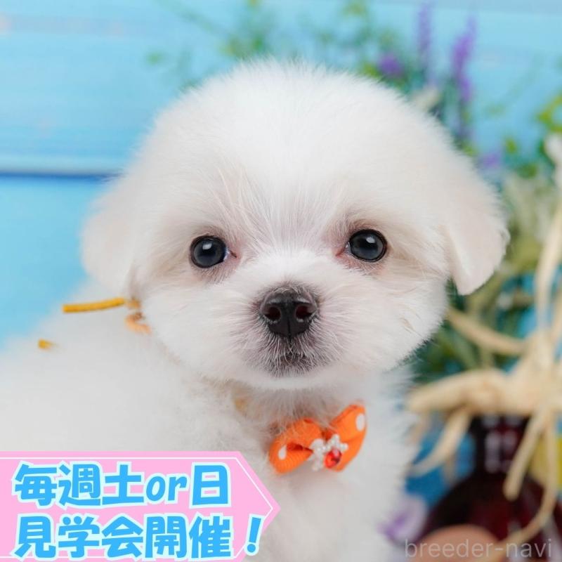 販売中の静岡県のマルチーズ-420417の1枚目