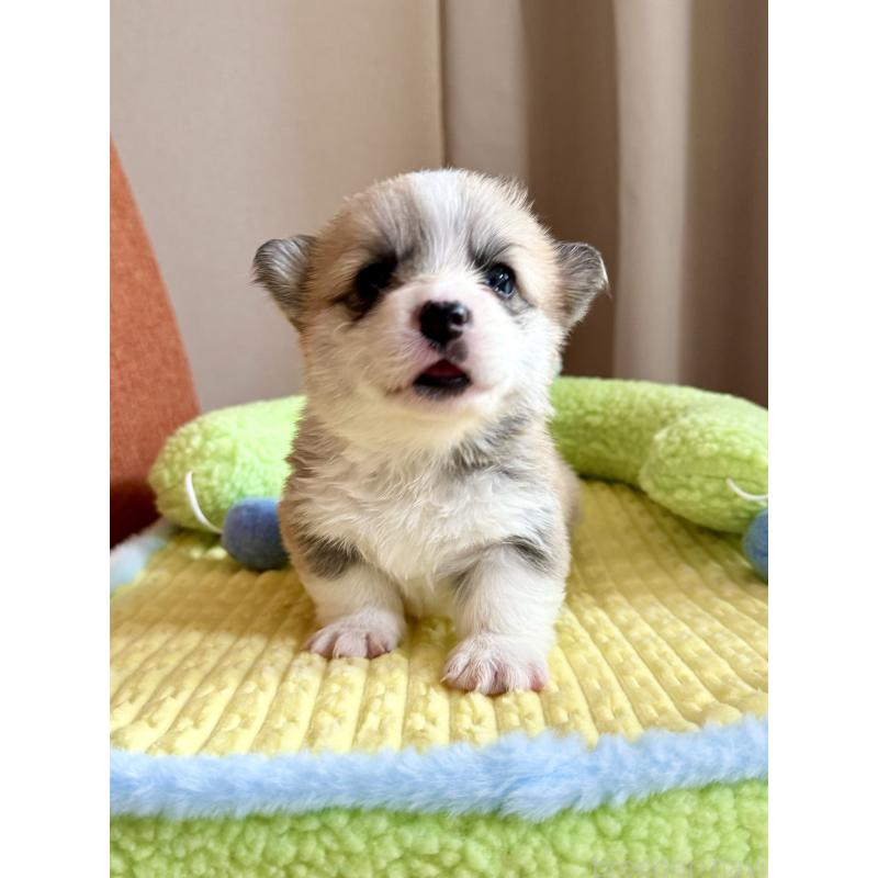 商談中の千葉県のウェルシュコーギーペンブローク-417596の10枚目