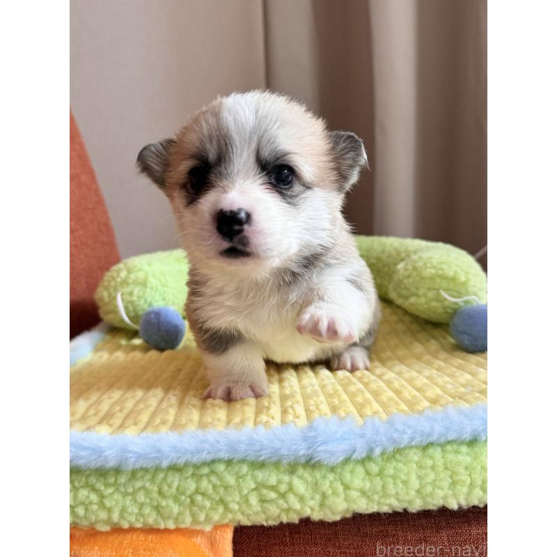 商談中の千葉県のウェルシュコーギーペンブローク-417596の9枚目