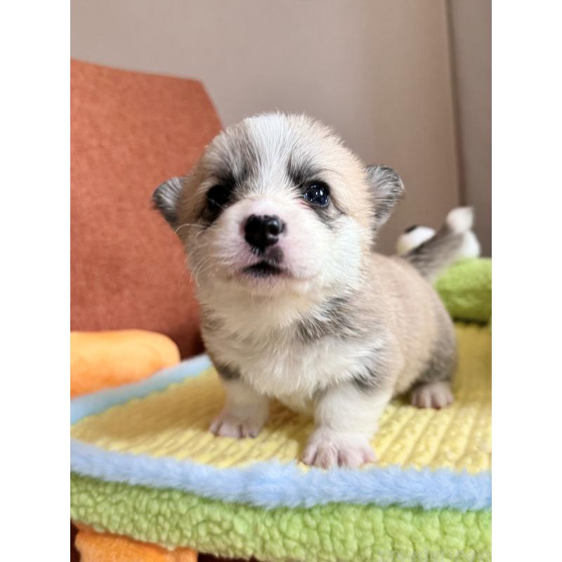 商談中の千葉県のウェルシュコーギーペンブローク-417596の8枚目