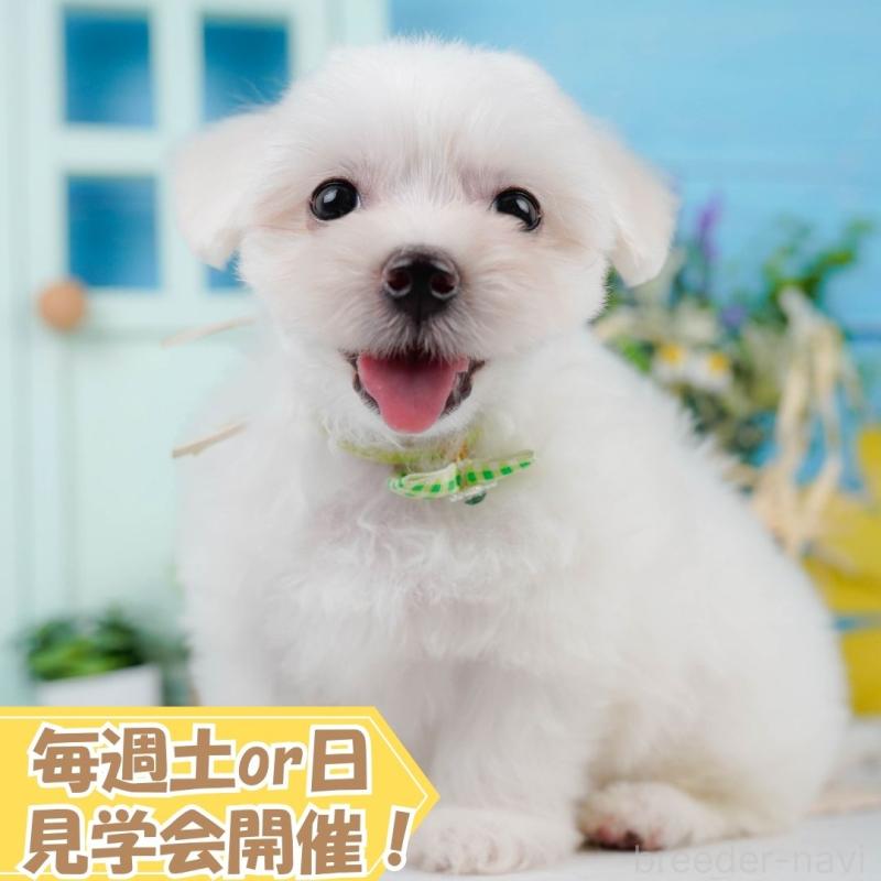 販売中の静岡県のマルチーズ-420418の1枚目