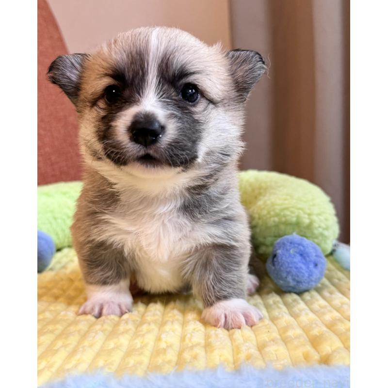 販売中の千葉県のウェルシュコーギーペンブローク-417559の11枚目