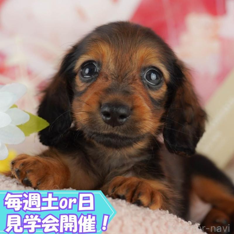 販売中の静岡県のミニチュアダックスフンド(ロングヘアード)-420424