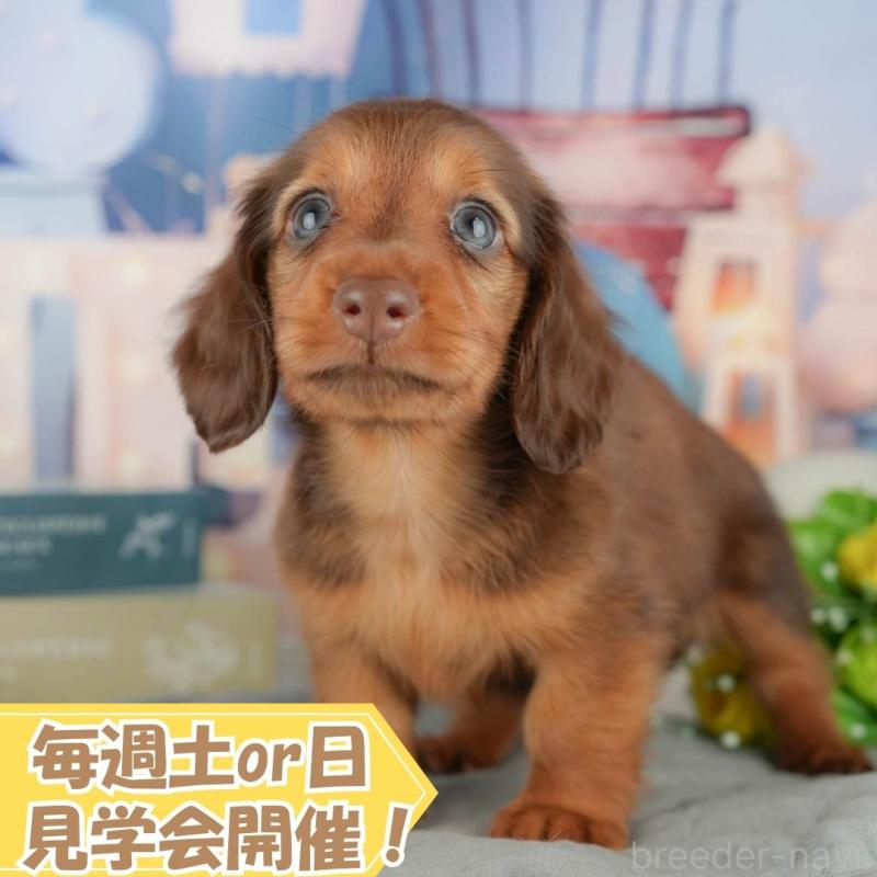 成約済の静岡県のミニチュアダックスフンド(ロングヘアード)-420429の1枚目