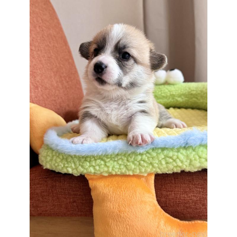 商談中の千葉県のウェルシュコーギーペンブローク-417429の9枚目