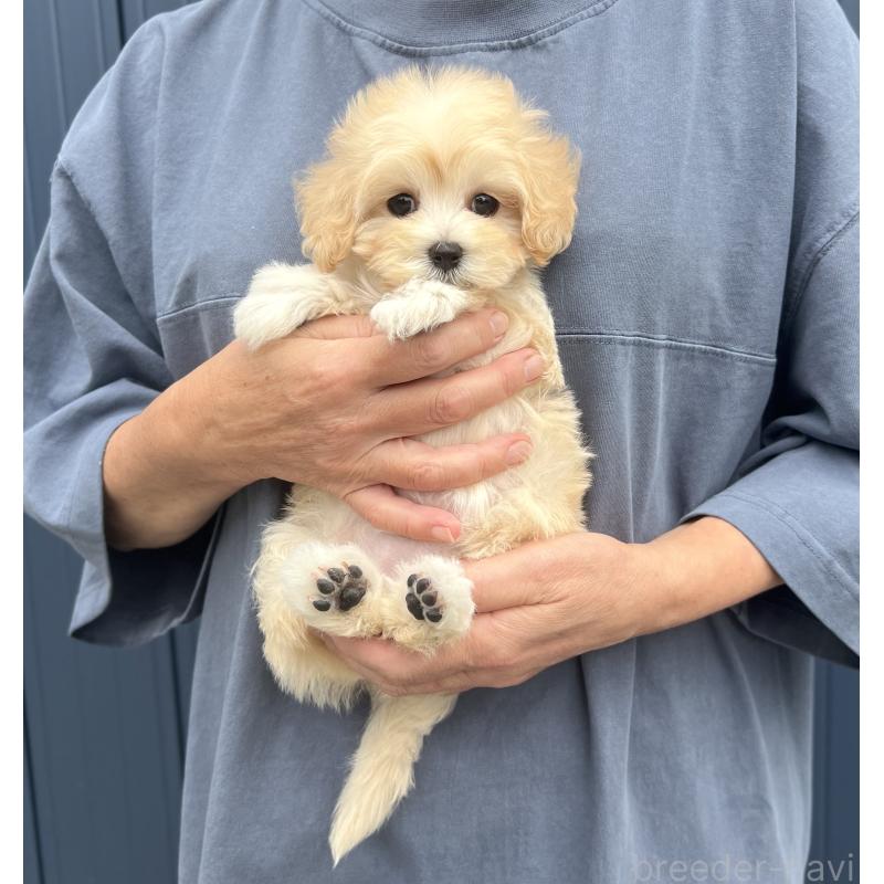 販売中の千葉県のマルプー:マルチーズ×トイプードル-415640の14枚目