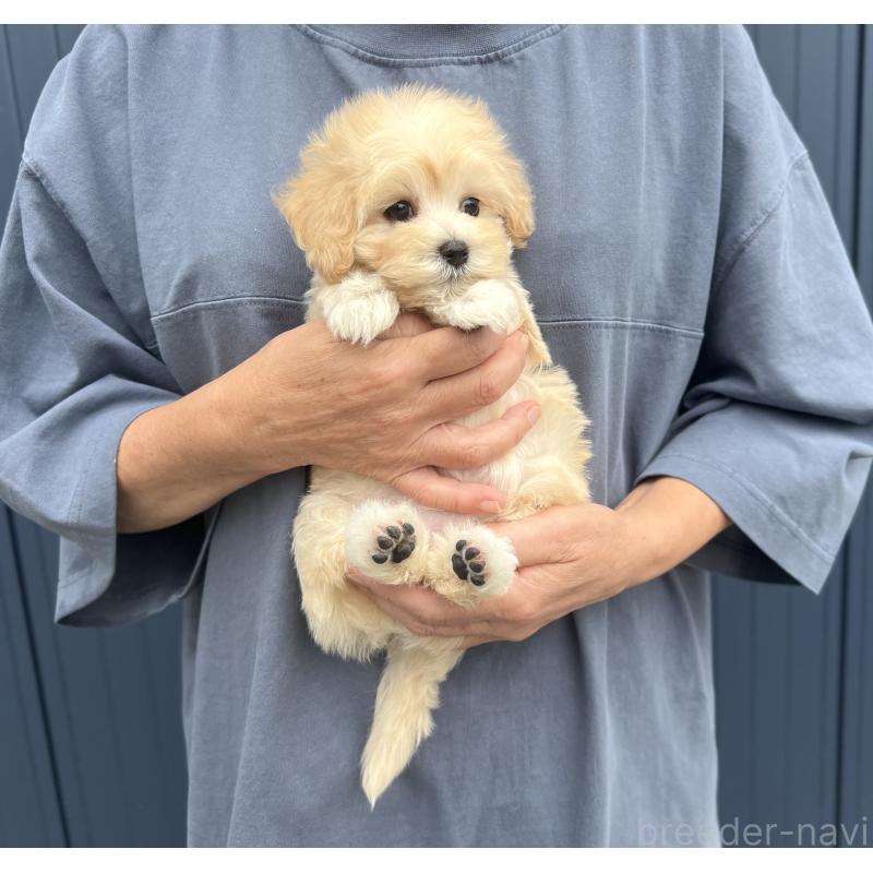 販売中の千葉県のマルプー:マルチーズ×トイプードル-415640の12枚目