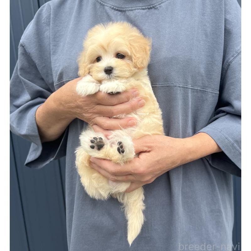 販売中の千葉県のマルプー:マルチーズ×トイプードル-415640の10枚目
