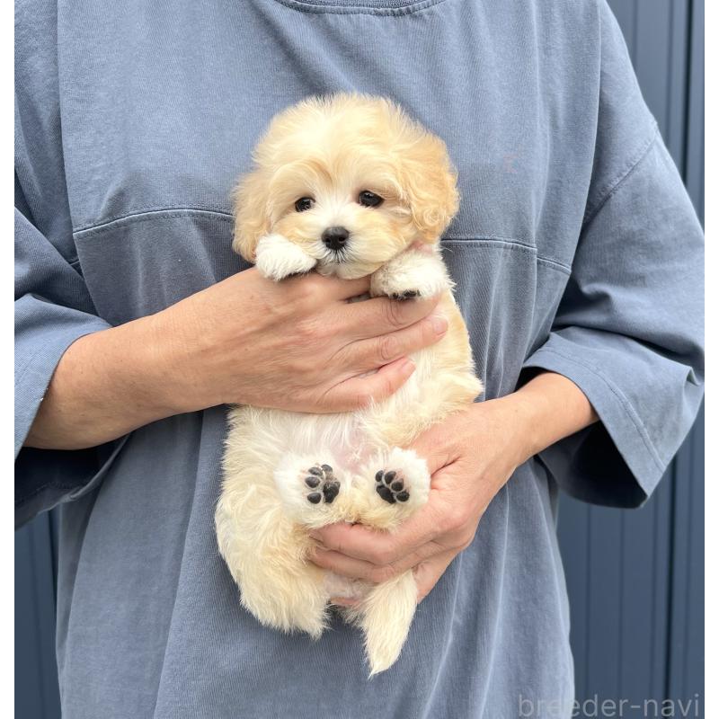 販売中の千葉県のマルプー:マルチーズ×トイプードル-415640の8枚目