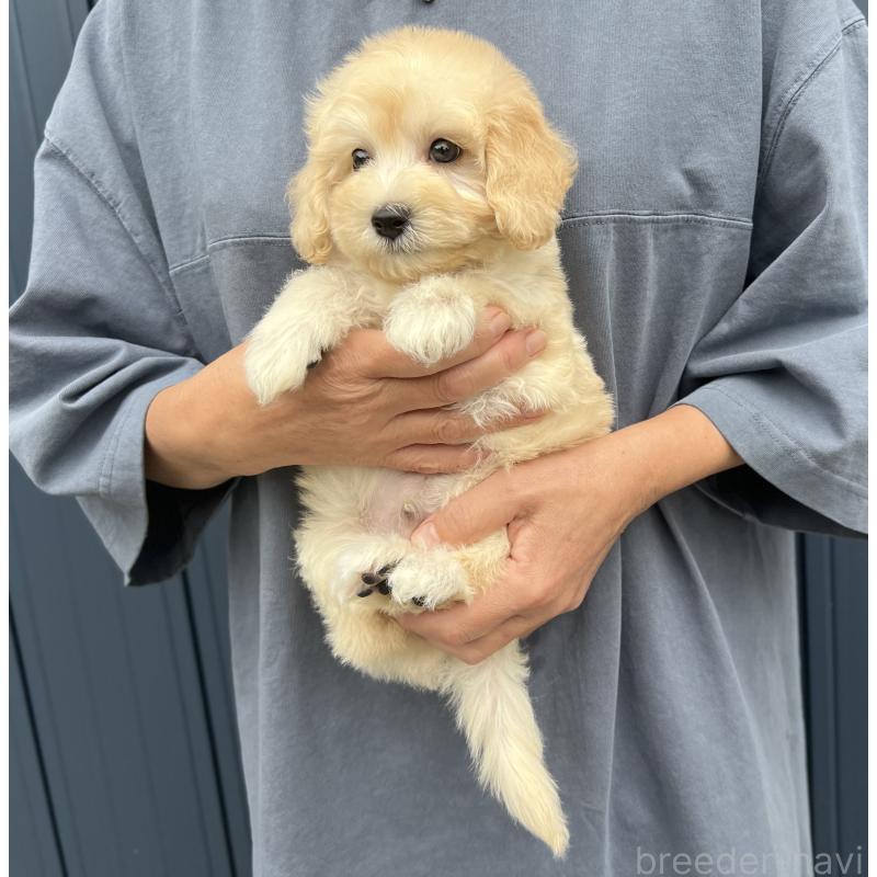 販売中の千葉県のマルプー:マルチーズ×トイプードル-415641の14枚目