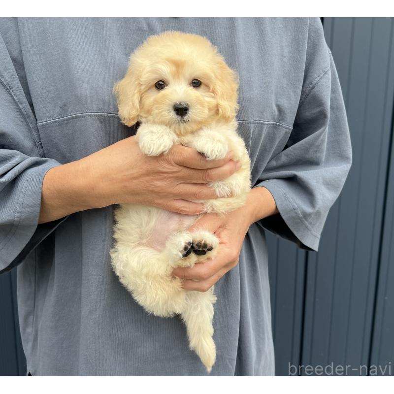 販売中の千葉県のマルプー:マルチーズ×トイプードル-415641の12枚目