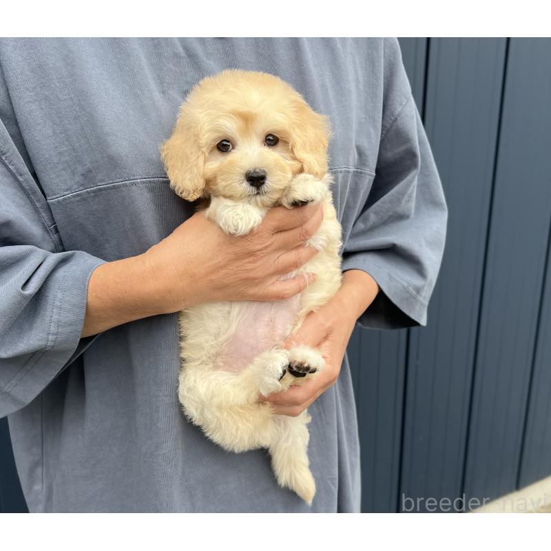 販売中の千葉県のマルプー:マルチーズ×トイプードル-415641の10枚目