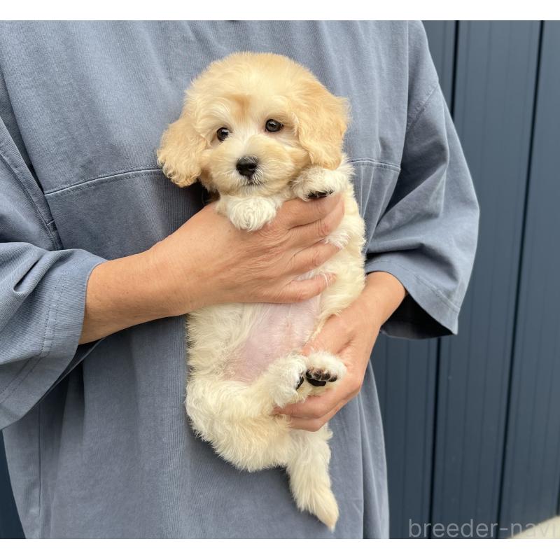 販売中の千葉県のマルプー:マルチーズ×トイプードル-415641の9枚目