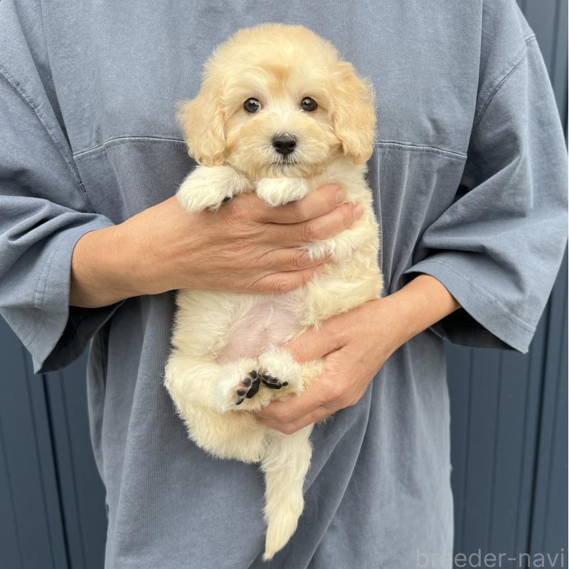 販売中の千葉県のマルプー:マルチーズ×トイプードル-415641の7枚目