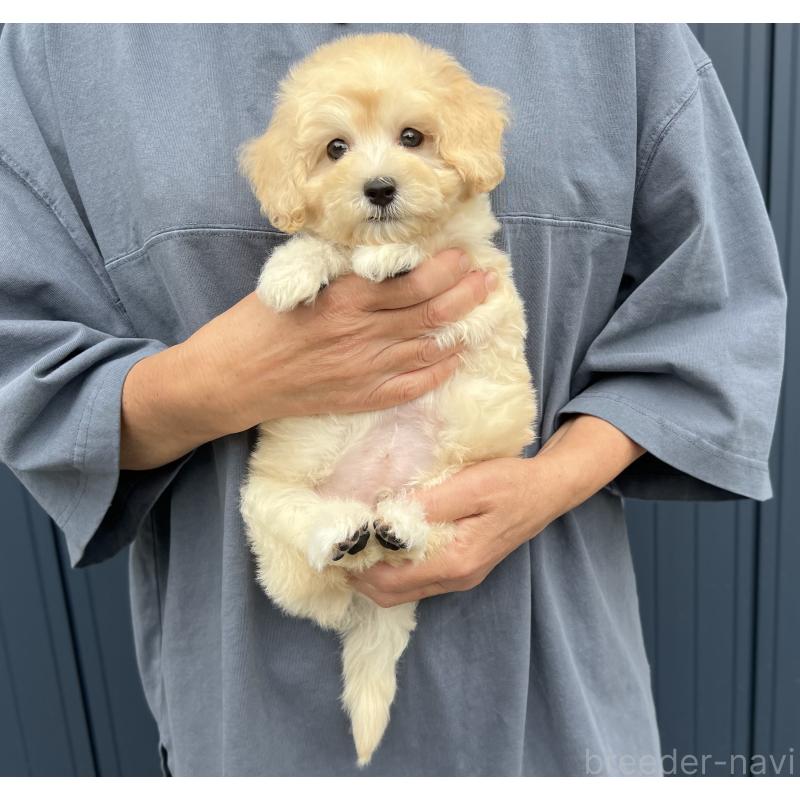 販売中の千葉県のマルプー:マルチーズ×トイプードル-415641の6枚目