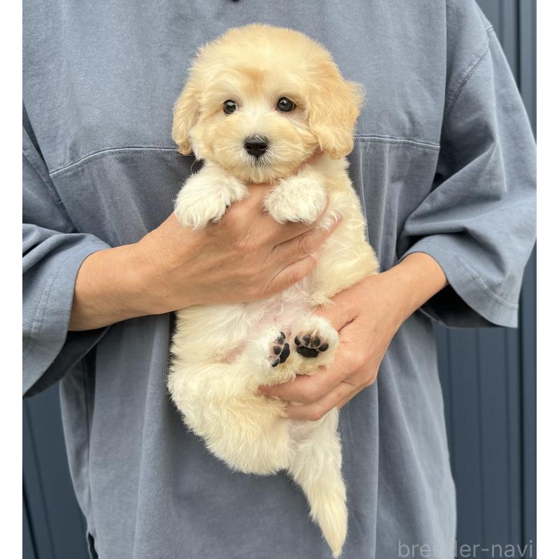 販売中の千葉県のマルプー:マルチーズ×トイプードル-415641の5枚目