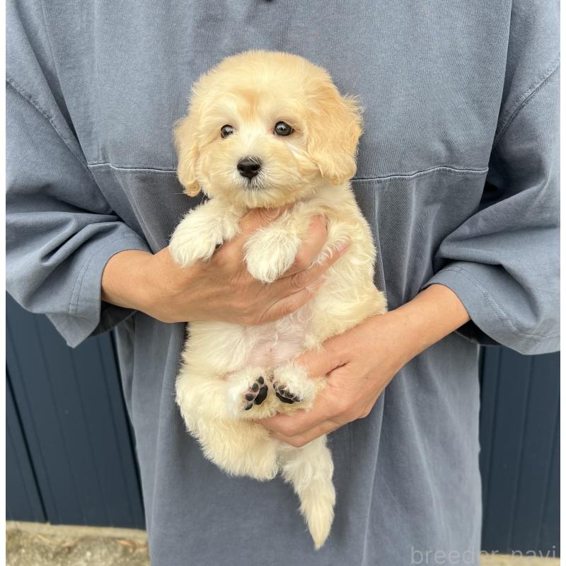 販売中の千葉県のマルプー:マルチーズ×トイプードル-415641の4枚目
