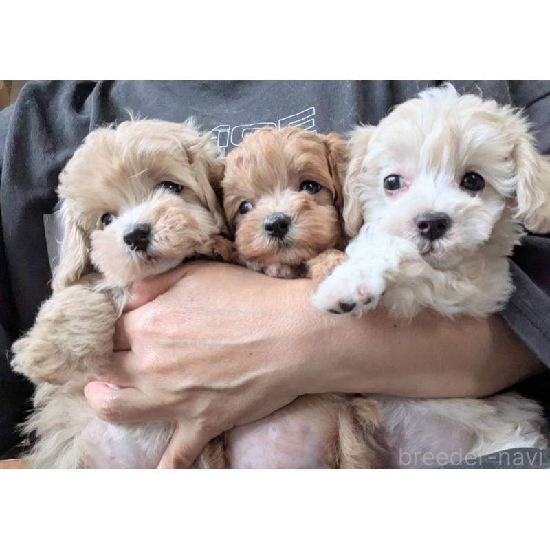 成約済の埼玉県のマルプー:マルチーズ×トイプードル-417252の10枚目