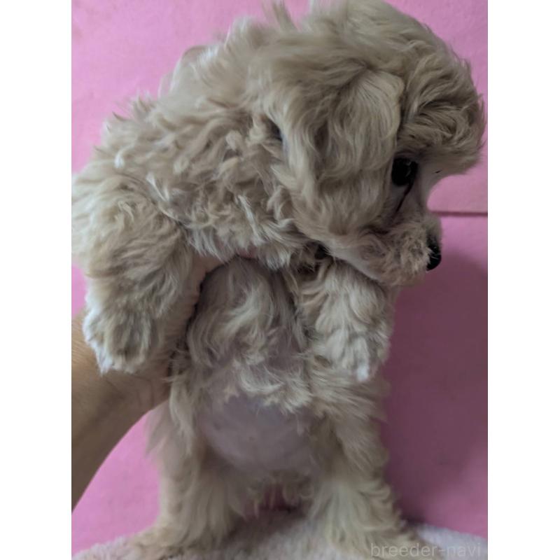 成約済の埼玉県のマルプー:マルチーズ×トイプードル-417252の7枚目