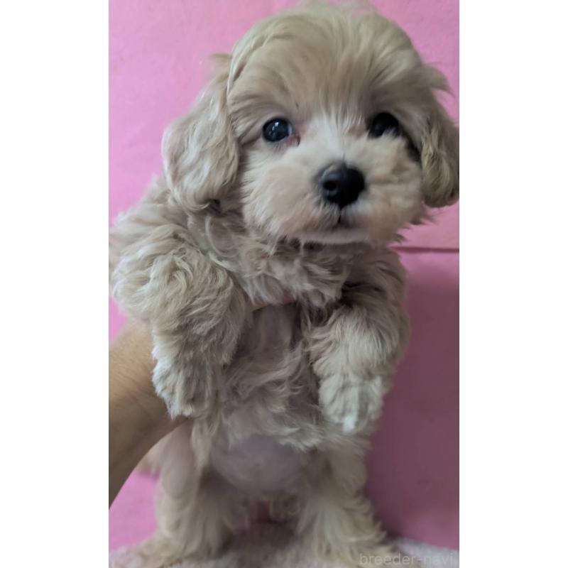 成約済の埼玉県のマルプー:マルチーズ×トイプードル-417252の6枚目