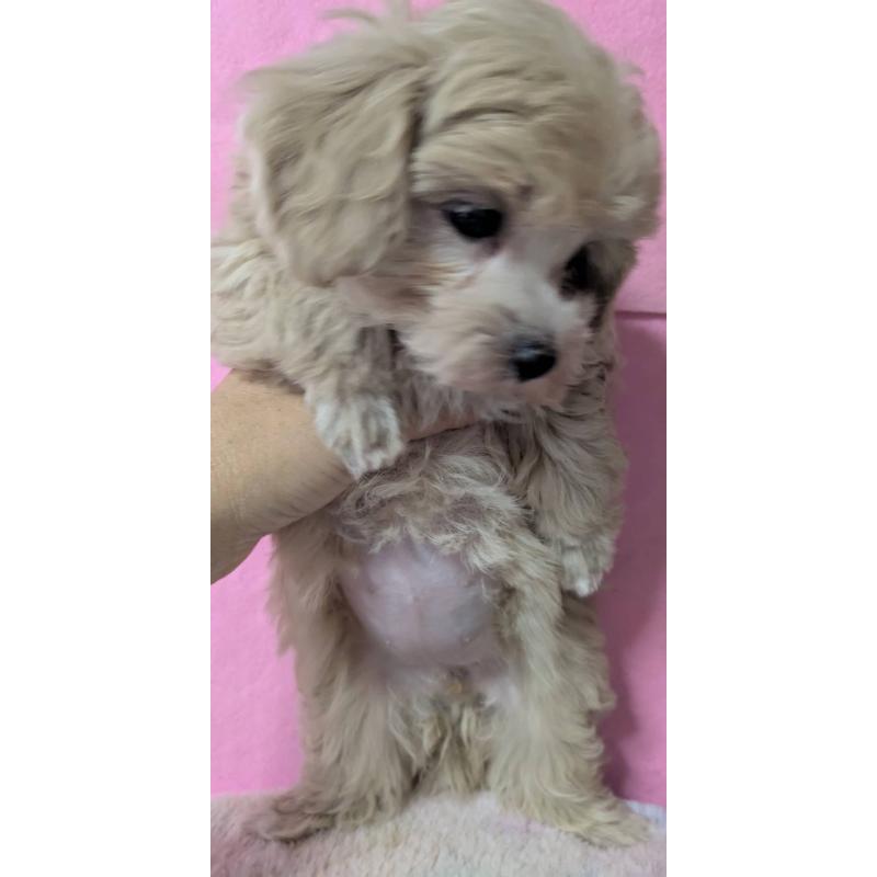 成約済の埼玉県のマルプー:マルチーズ×トイプードル-417252の4枚目