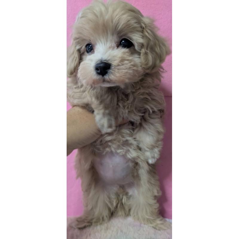 成約済の埼玉県のマルプー:マルチーズ×トイプードル-417252の3枚目