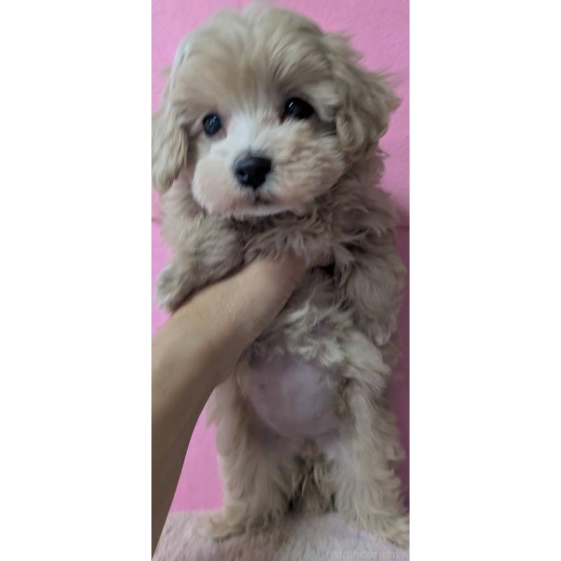 成約済の埼玉県のマルプー:マルチーズ×トイプードル-417252の2枚目