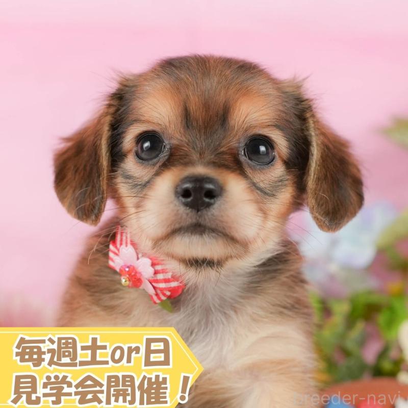販売中の静岡県のチワックス:チワワ×ミニチュアダックスフンド-420522の1枚目