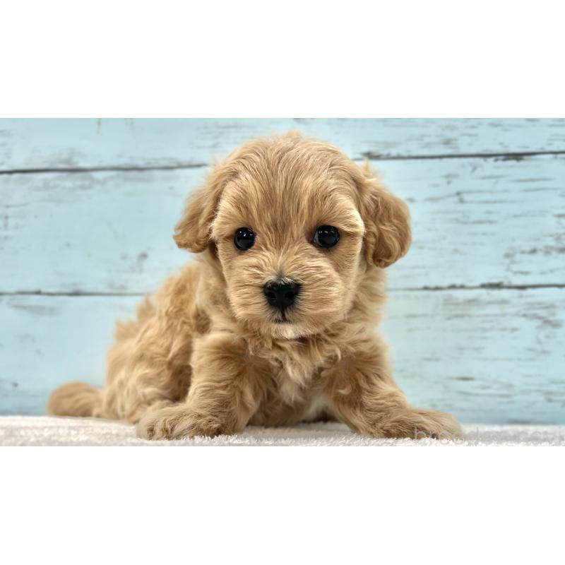 成約済の千葉県のマルプー:マルチーズ×トイプードル-418922の36枚目