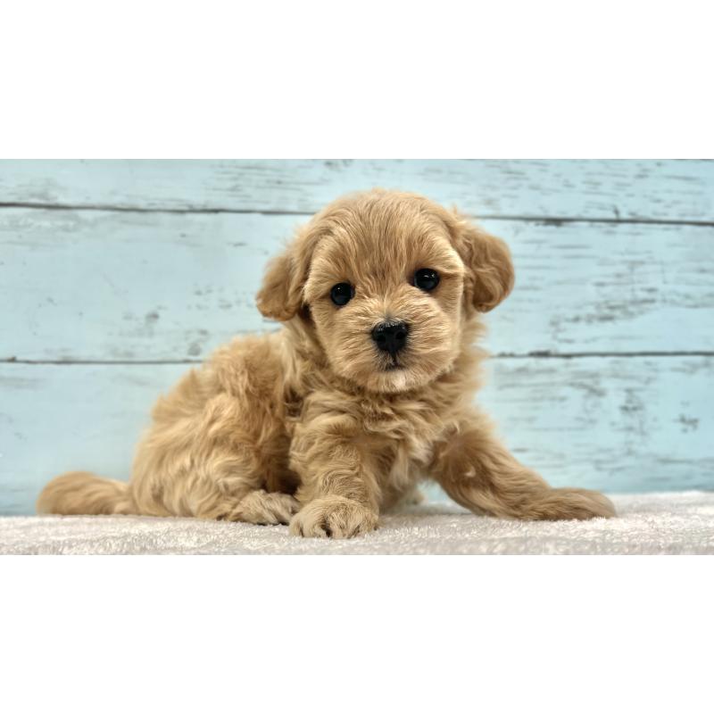 成約済の千葉県のマルプー:マルチーズ×トイプードル-418922の35枚目