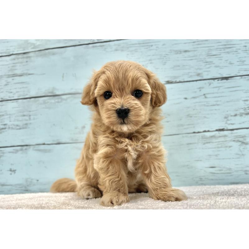 成約済の千葉県のマルプー:マルチーズ×トイプードル-418922の34枚目