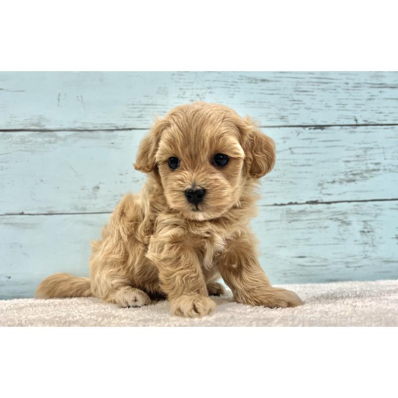 成約済の千葉県のマルプー:マルチーズ×トイプードル-418922の33枚目